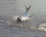 Pescando Sábalos en Tabasco